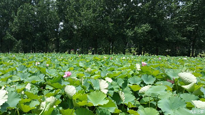 2016718映日荷花別樣紅再遊安龍招堤與荷花節不期而遇