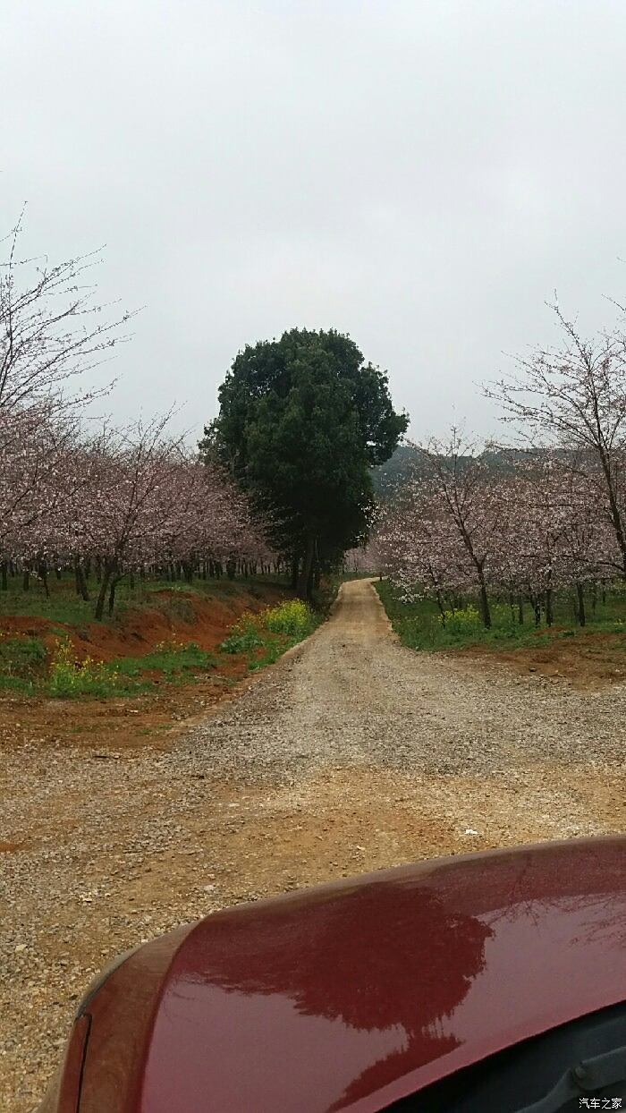 【圖】平壩農場看花_貴州論壇_汽車之家論壇