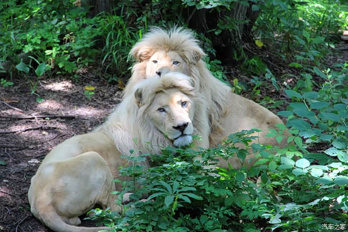 中国国内白狮有些只白狮与普通狮子交配生后代体毛纯白而带有杂黄