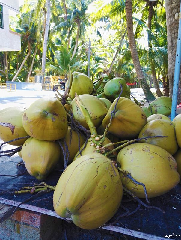 海南椰子真实图片