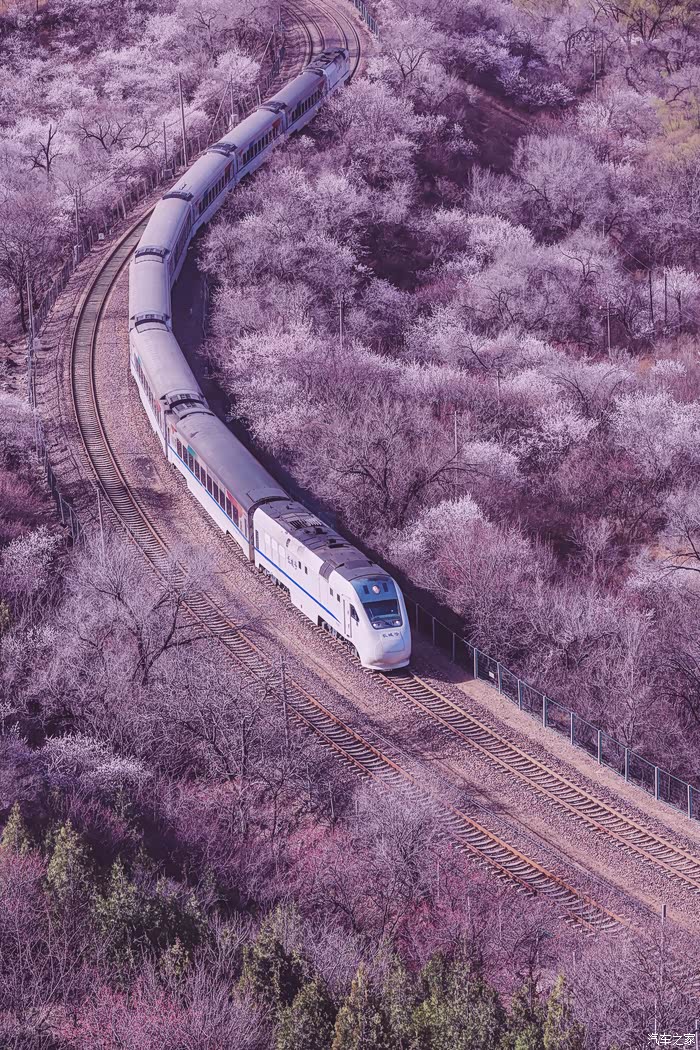 开往春天的列车拍摄穿越花海的ndj3和谐长城号