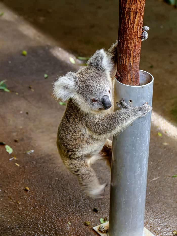 美丽的风景与可爱的考拉