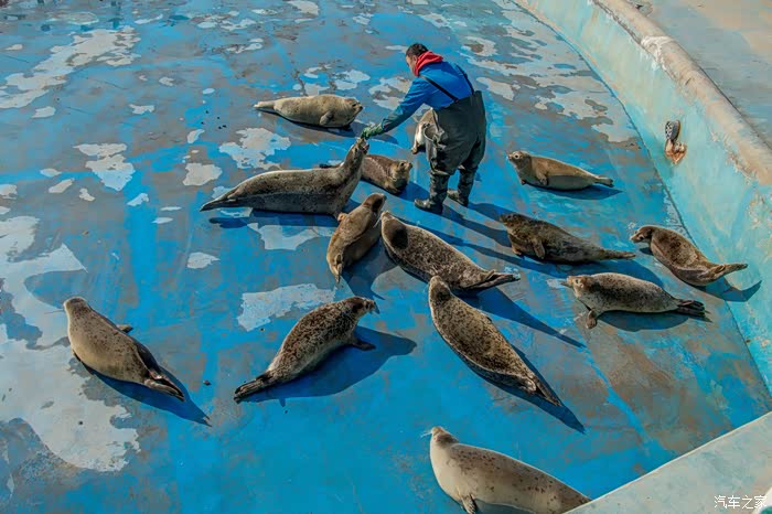 【图】猴年春节的动物们_中华v5论坛_汽车之家论坛