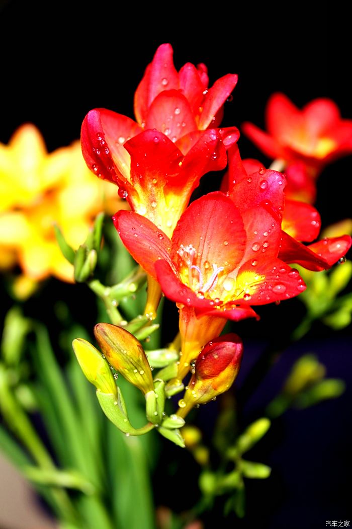 麦兰花开花的花语图片