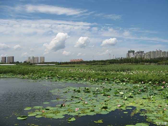 哈尔滨江北湿地公园观赏荷花
