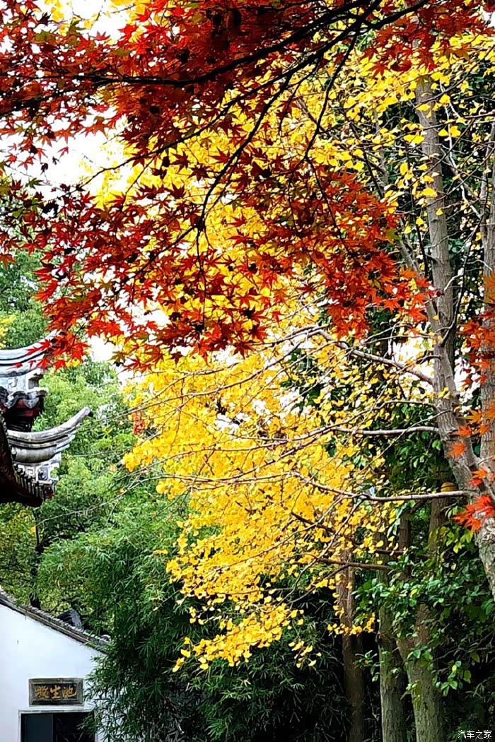 最美西园寺,银杏叶黄时,不会让你失望的