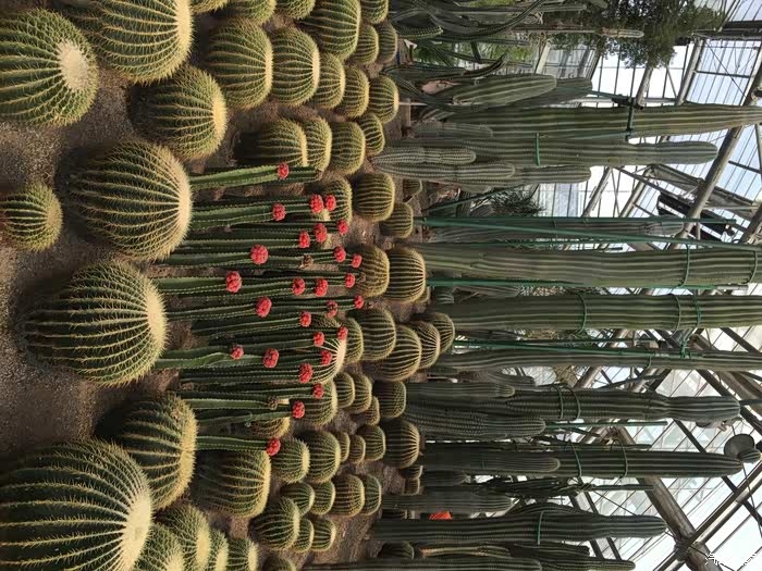 重庆南山植物园一日游