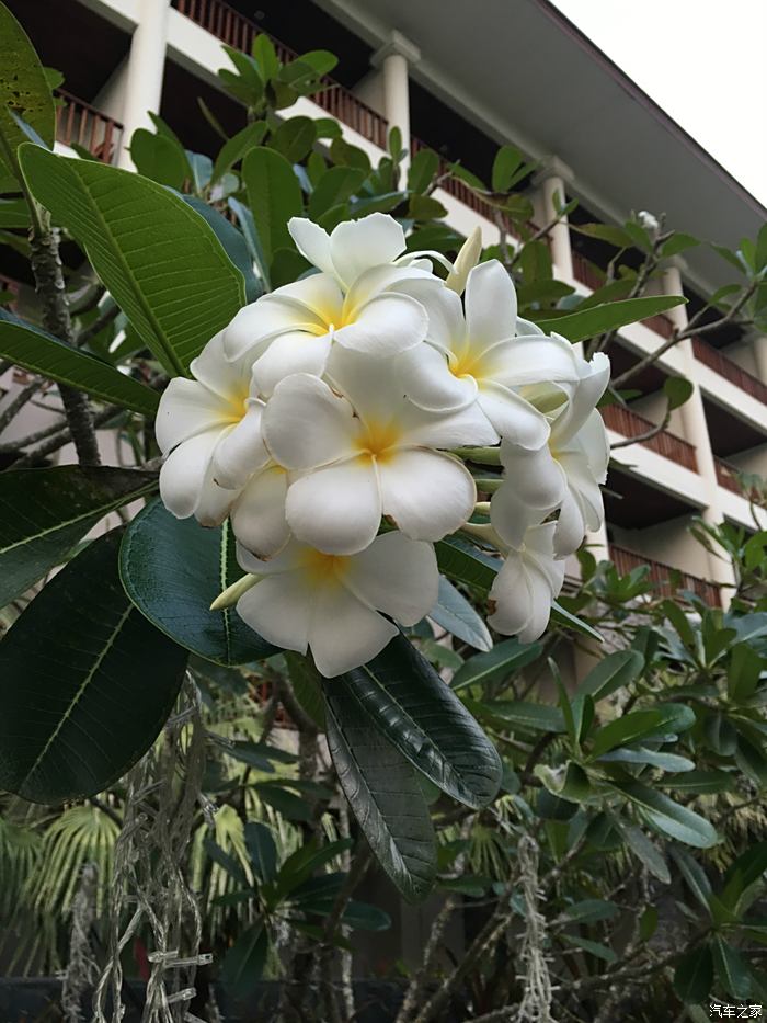 來過泰國對這種花應該非常熟悉鼎鼎名雞蛋花