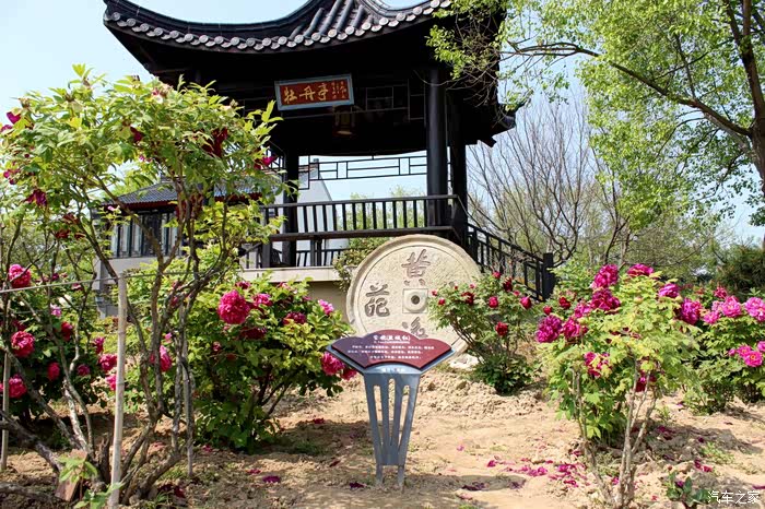 【你好2021】盐城黄尖牡丹园