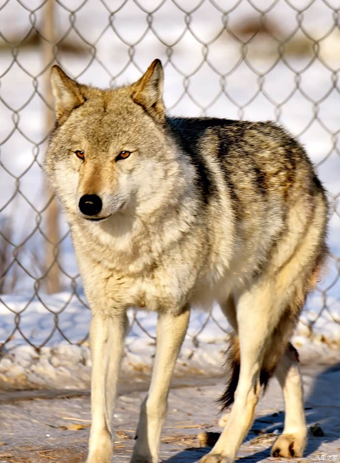 积分大放送草原蒙古狼果然凶悍