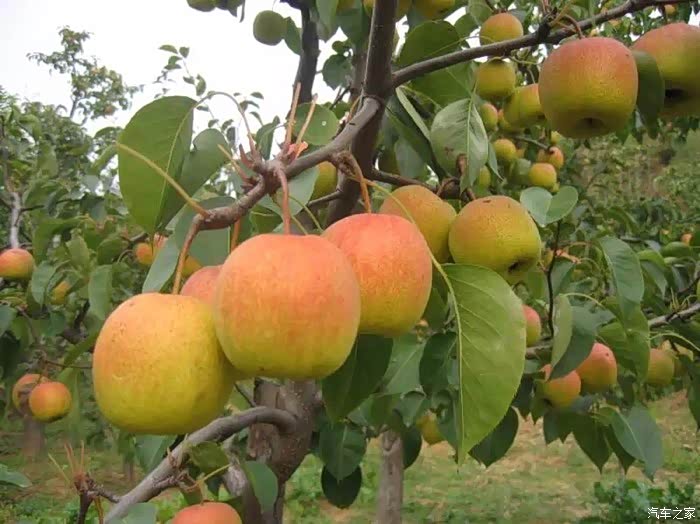 北京大兴梨花村采摘节开幕了