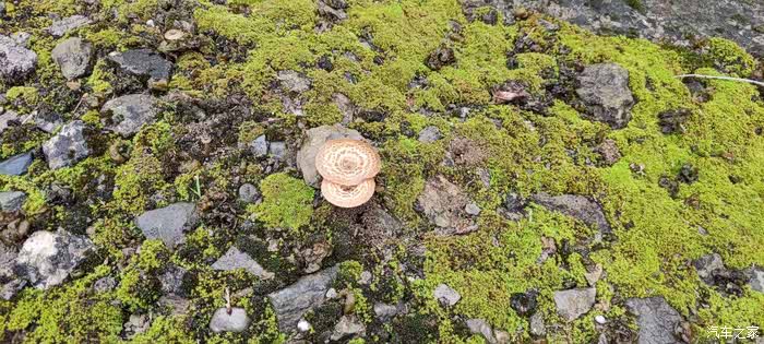 万物复苏送福利捡地藓皮最爱吃的家乡野菜