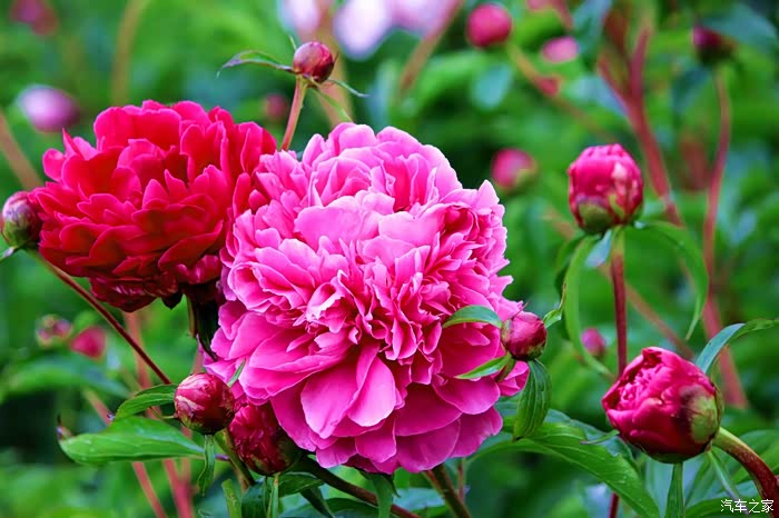 中国爱情之花-芍药