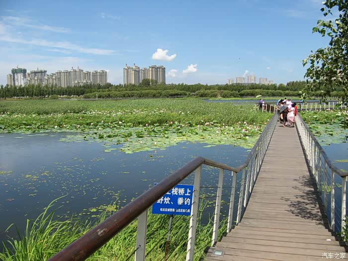 哈尔滨江北湿地公园观赏荷花