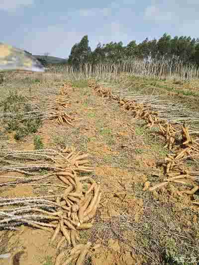 上山拔木薯 劳动最光荣!