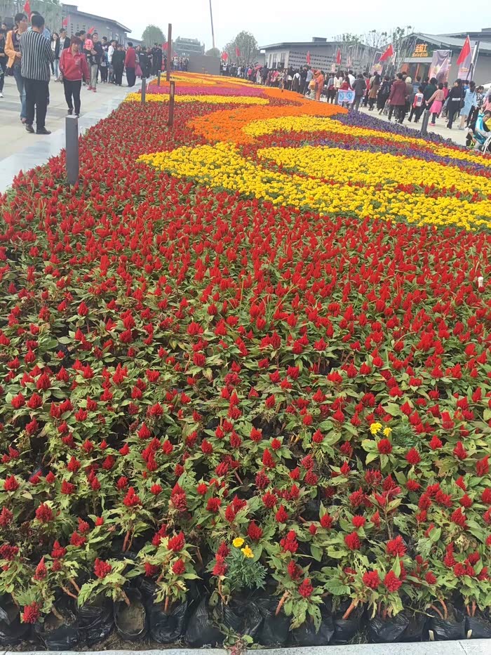 到处花摆成图案,形成一道亮丽风景,真是太美.