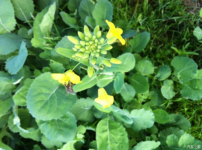 镇隆百亩油菜花开