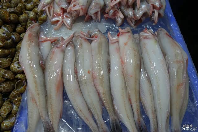 2017新年第一天广东台山都斛镇的海鲜花菜老鼠干原创手机架