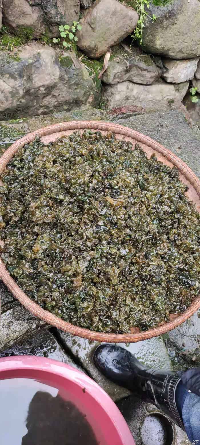 万物复苏送福利捡地藓皮最爱吃的家乡野菜