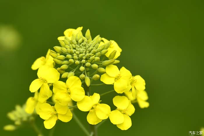 菜籽花花黄