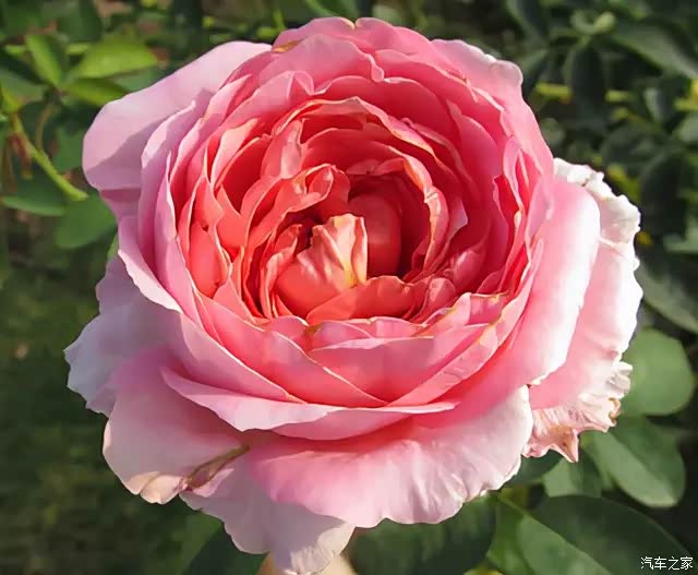 大名鼎鼎的粉色龙沙宝石月季