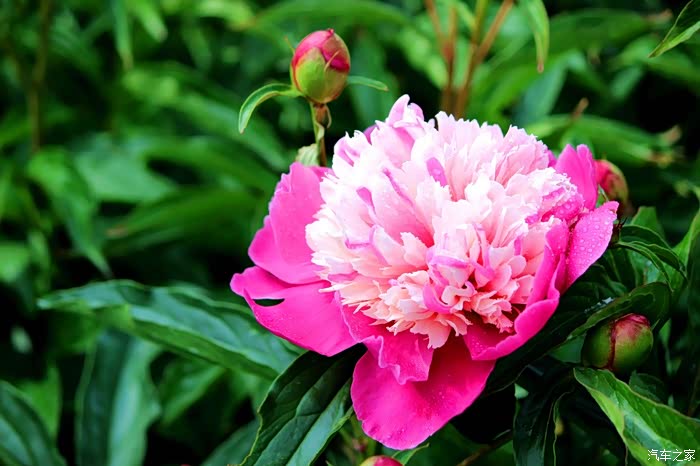 中国爱情之花-芍药