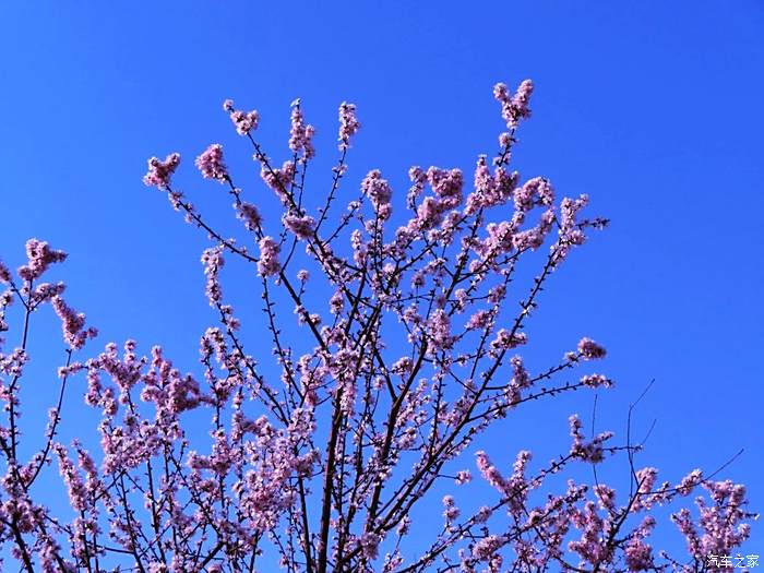 滹沱河桃花盛开别样红