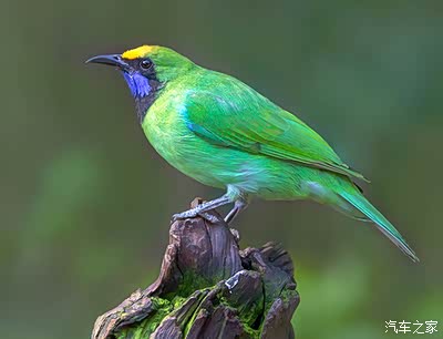 小拍鸟儿-金额叶鹎