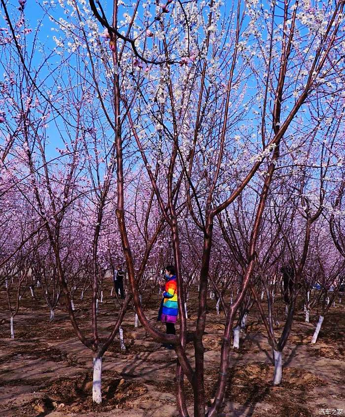 滹沱河桃花盛开别样红