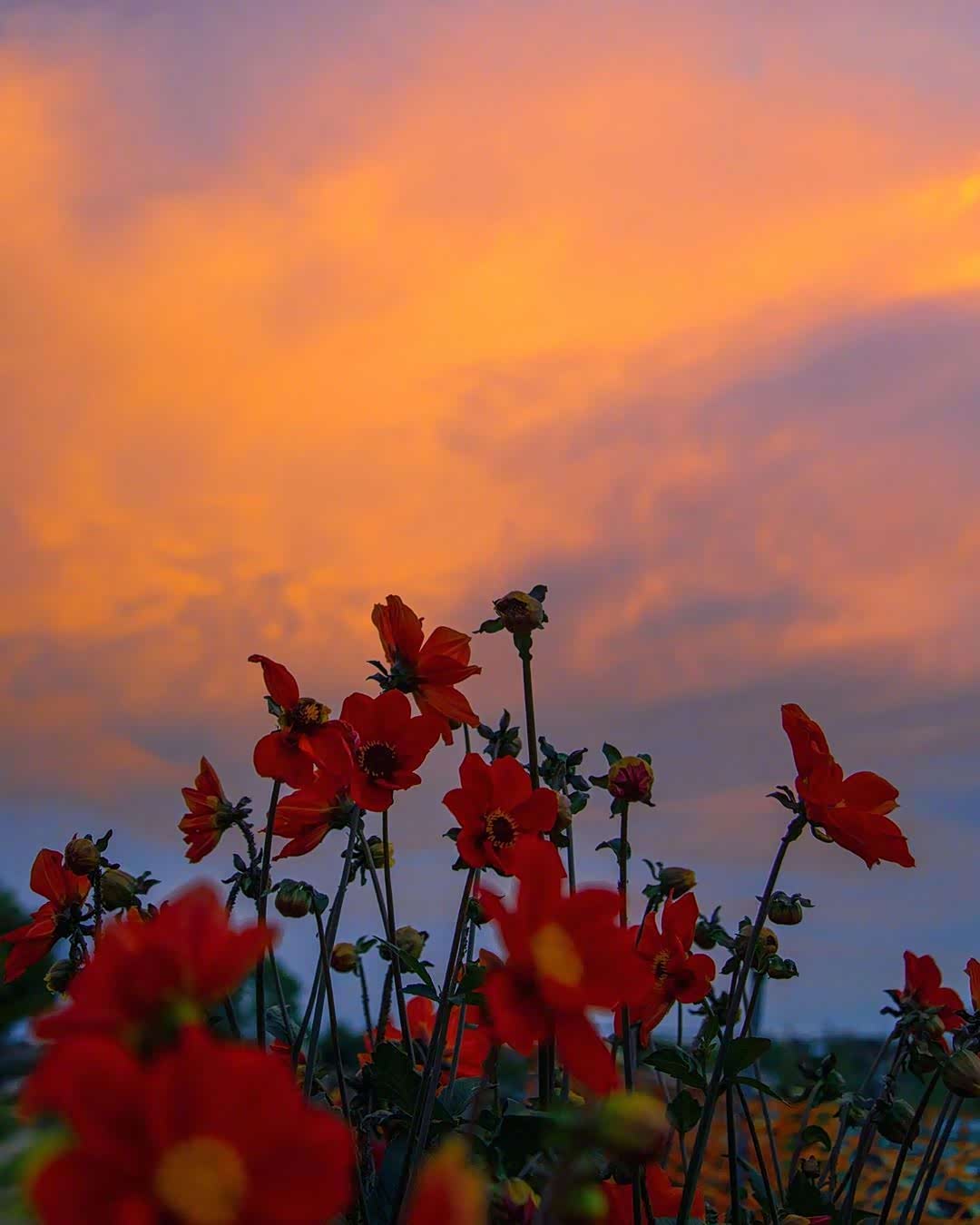 黄昏,一天中最美的时刻.