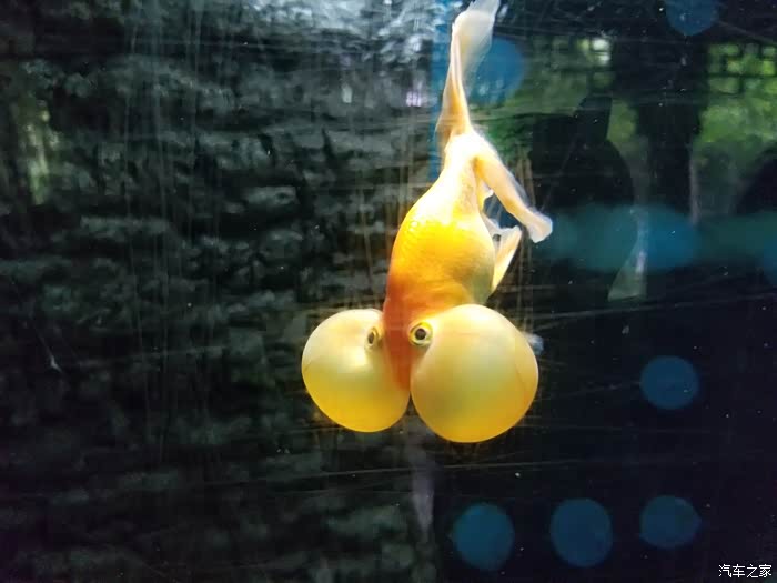 水泡鱼,这货太太萌了