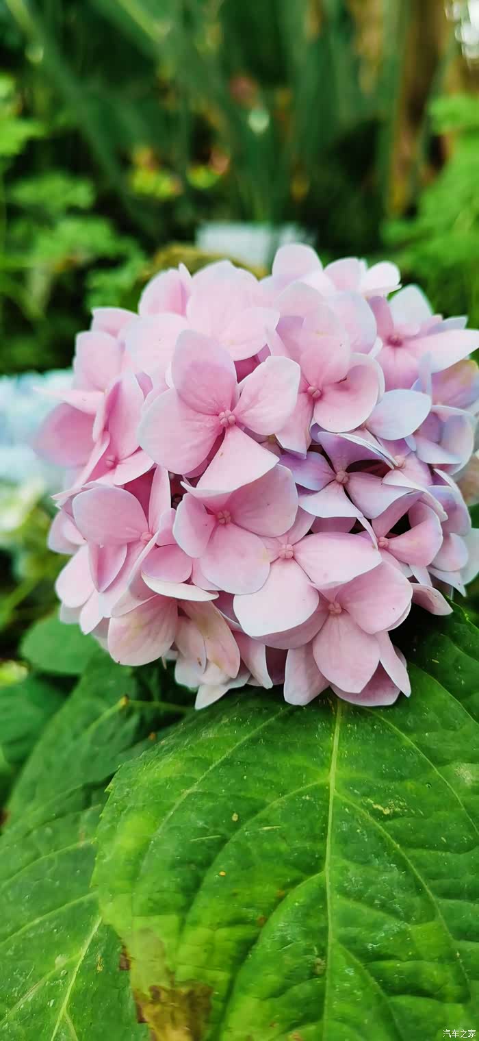 童心未泯畅游花的海洋