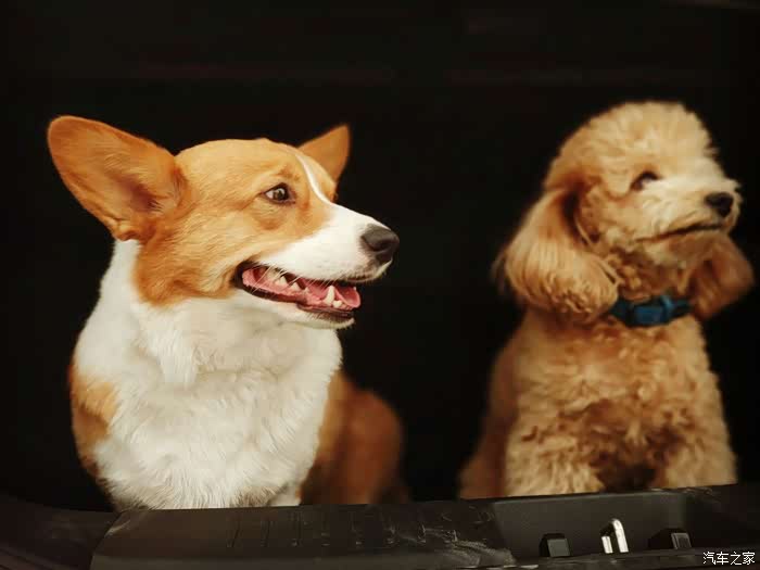 萌宠大作战和瑞风s4的亲密时刻