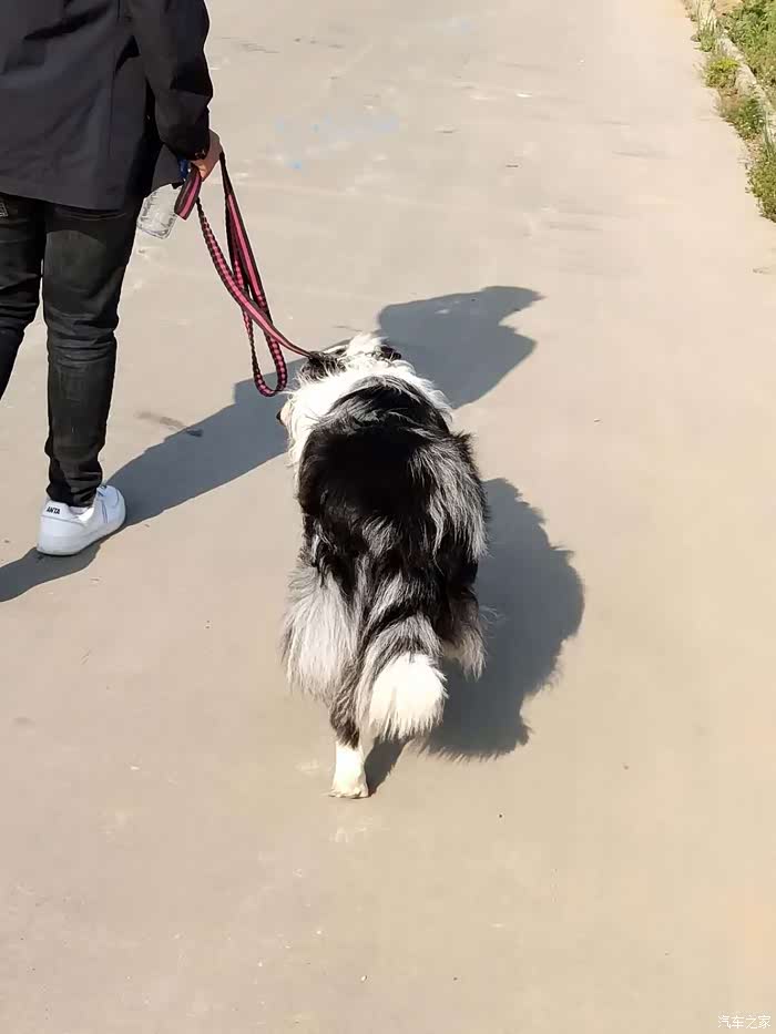 兄弟们骑狗烂裤裆啊!