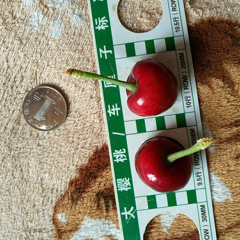 这些车厘子大又甜比一个一元硬币还大