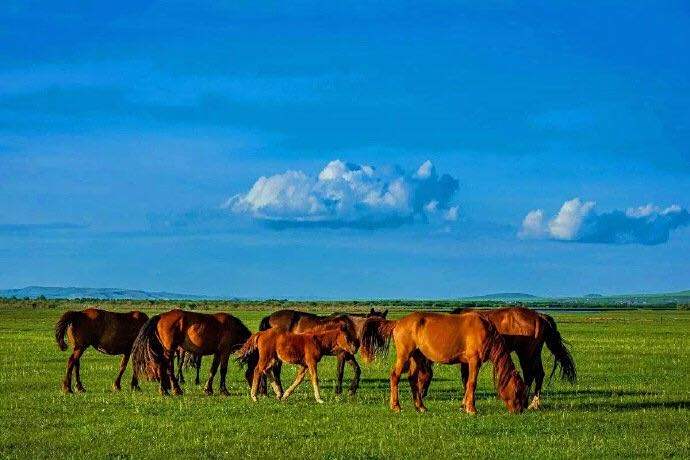 一望無際的草原奔騰的駿馬和牧民揮動馬鞭,這就是呼倫貝爾大草原