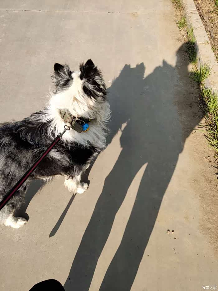 兄弟们骑狗烂裤裆啊!