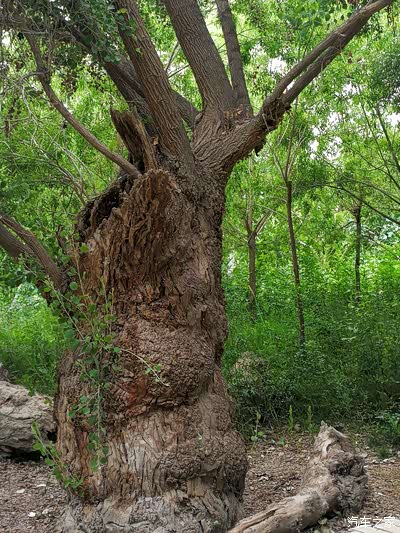 出昆仑北育绿州景区中有湖杨王柳树王还有千年倒死湖杨树胡杨树有生而