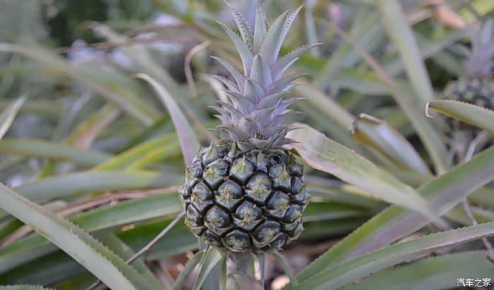 品尝丫髻山的菠萝