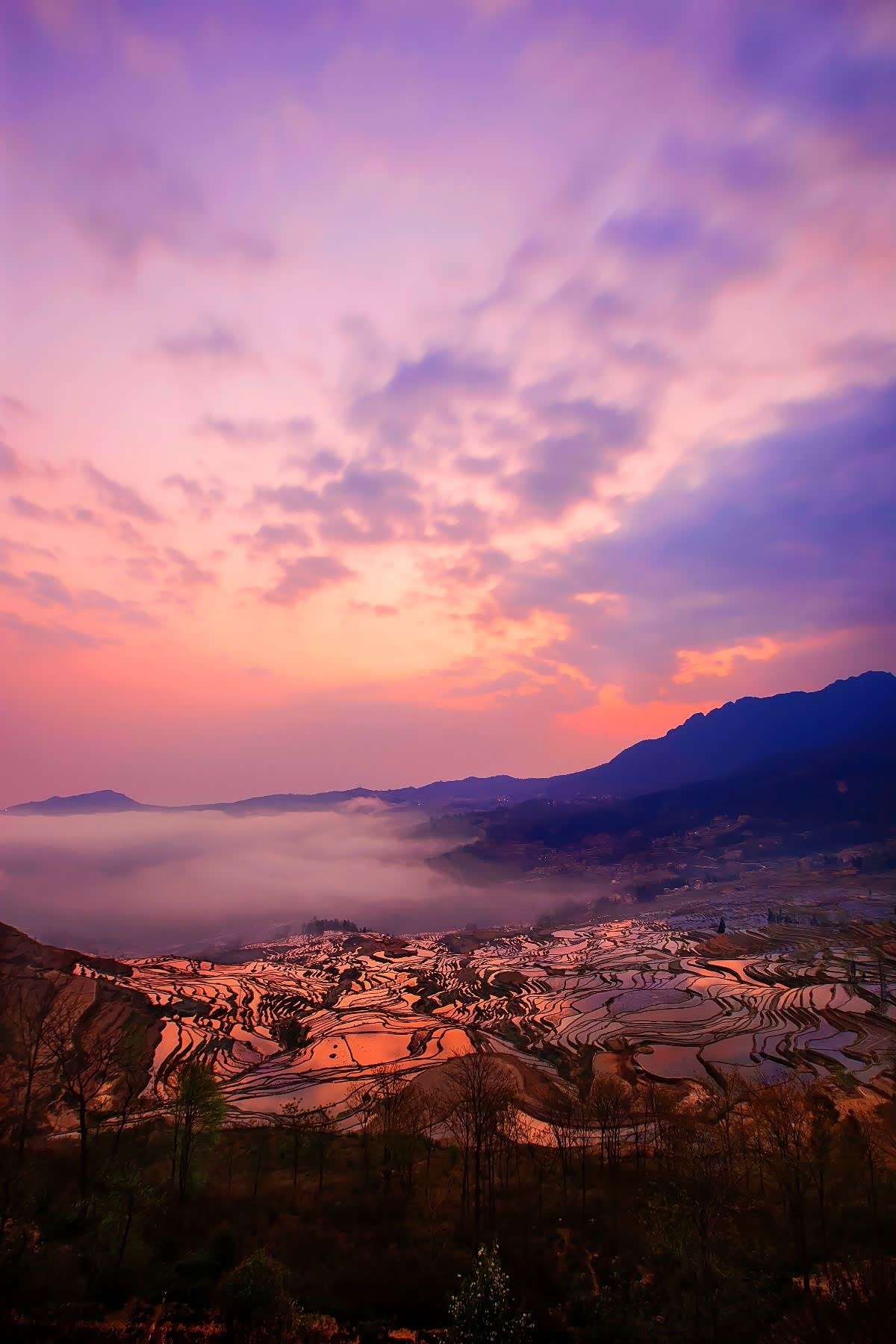 晨雾缭绕的元阳梯田,金色阳光不知道迷醉过多少人