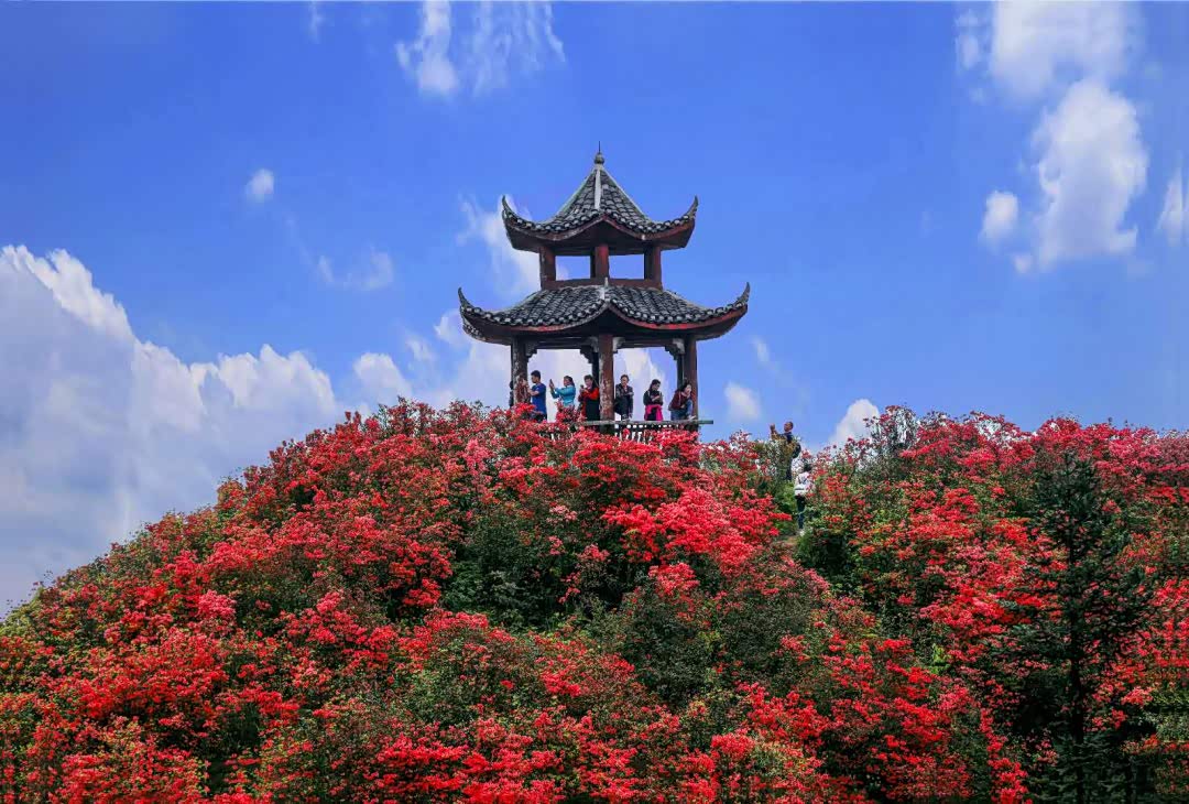 贵州龙泉山杜鹃花海盛开的时节
