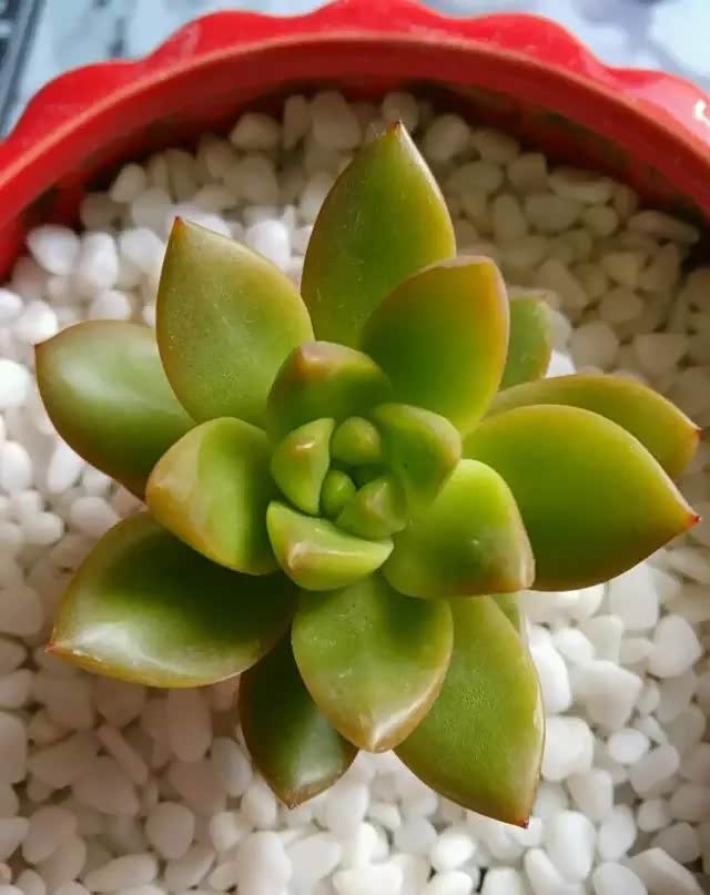 火焰山色花色别有一番美意