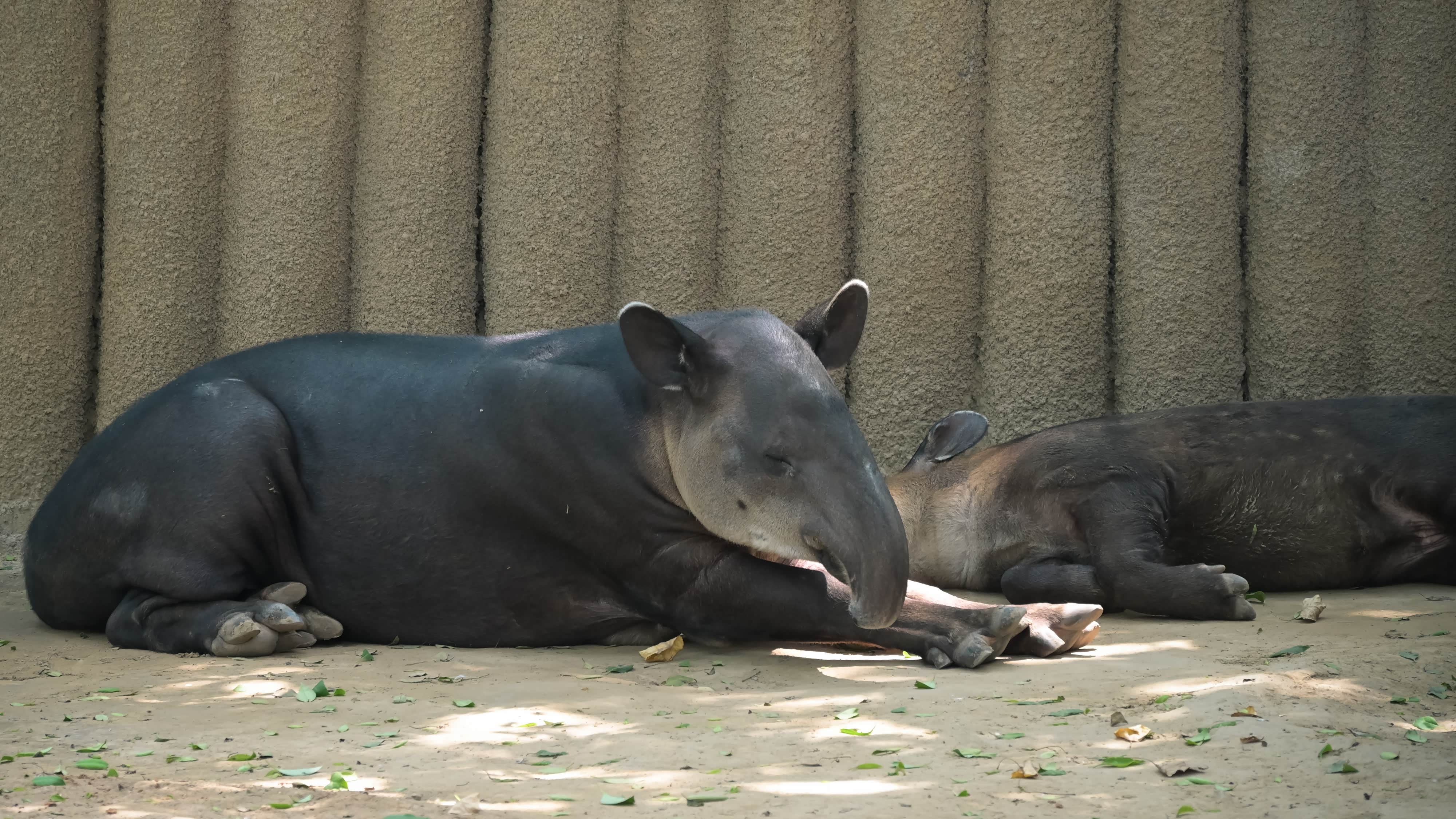 中美貘比较稀有东西