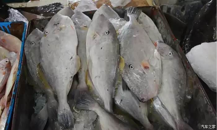 广东人叫做"剥皮羊"的鱼,也叫马面鱼,确实长得很像马面,价廉物美骨头