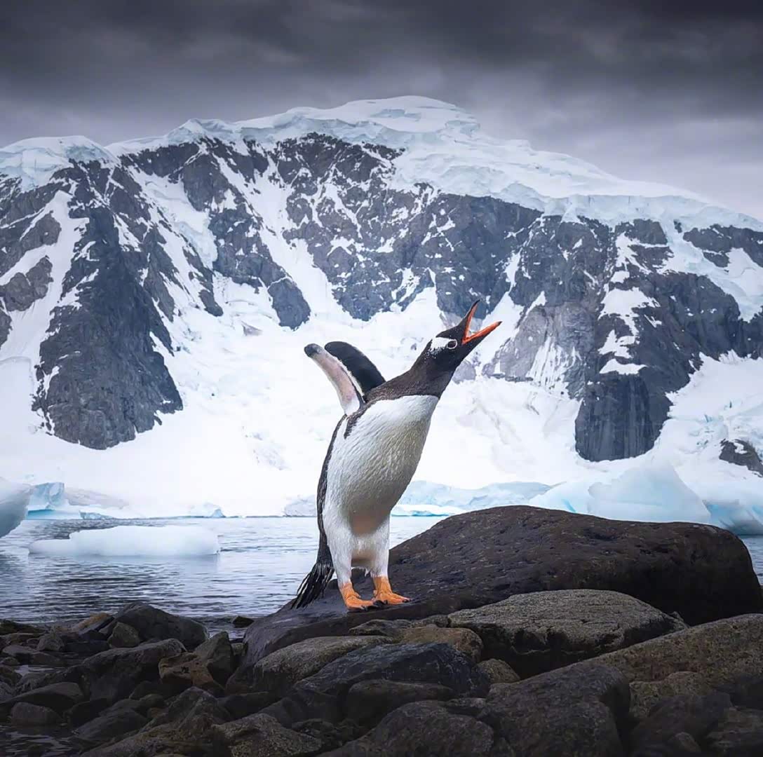 我是南极小可爱小企鹅