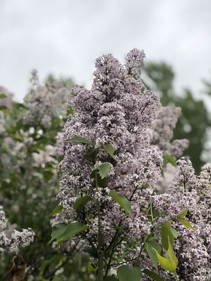 今年你数花瓣了吗