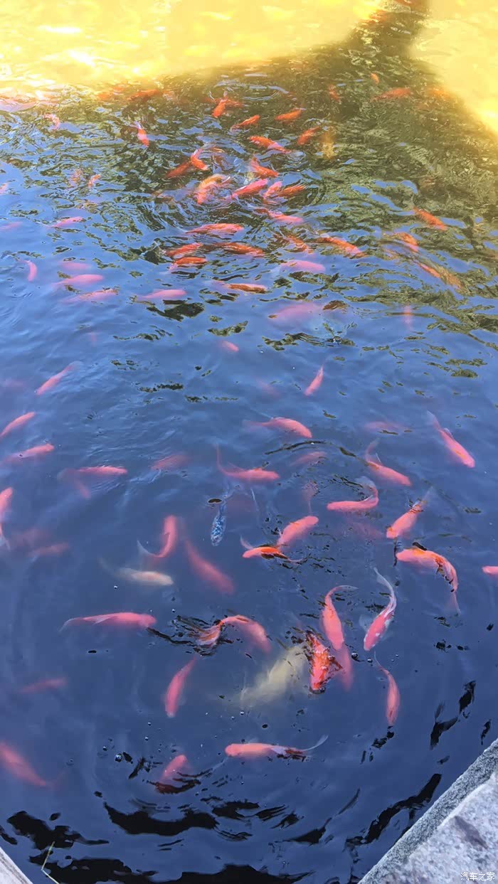 鱼儿鱼儿游啊游 祈福一下 祝大家年年有鱼