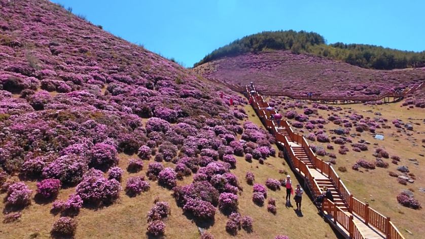 马鹿塘花海图片