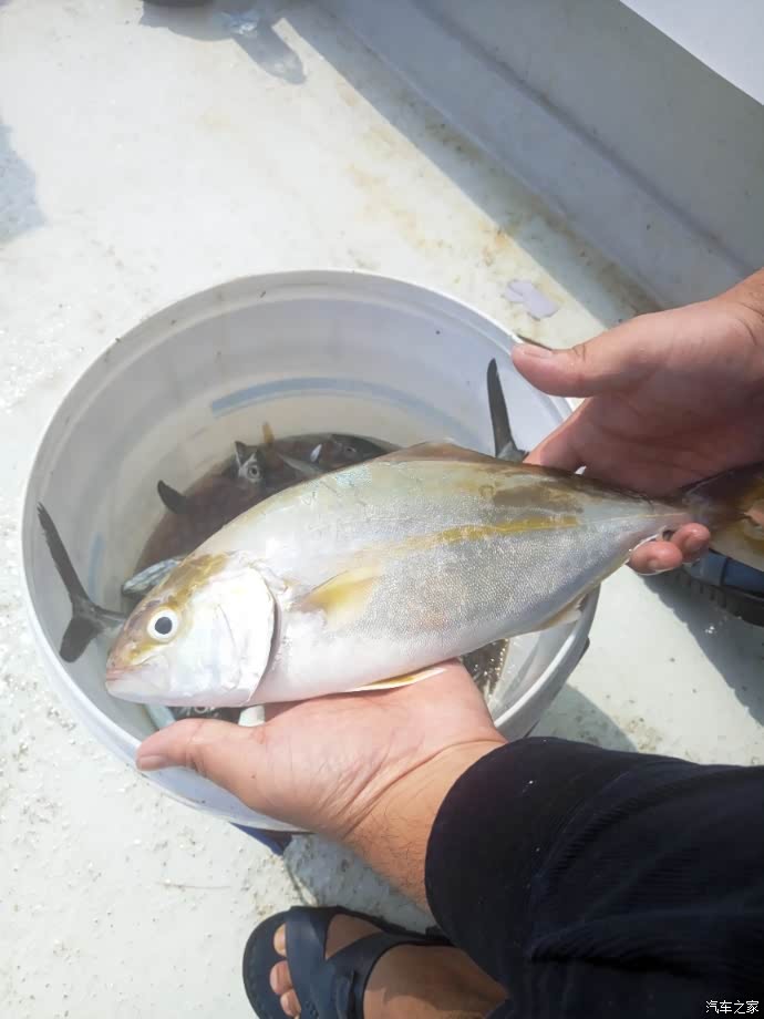 台巴子 不知道其他地方怎么称呼这品种的鱼