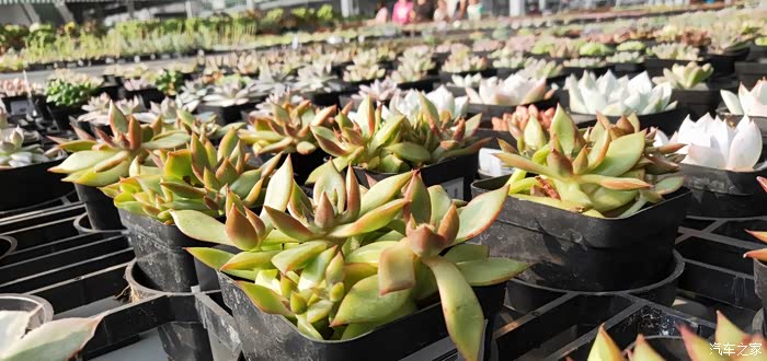 小小多肉,像一幅绿色的马赛克拼图,格外惹眼.